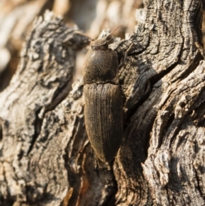 Agrypnus sp. (genus) at Michelago, NSW - 10 Sep 2018