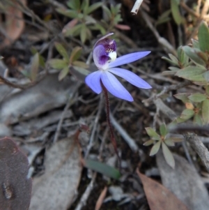 Cyanicula caerulea at Point 3852 - suppressed