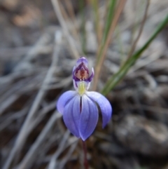 Cyanicula caerulea at Point 3852 - suppressed