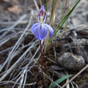 Cyanicula caerulea at Point 3852 - suppressed