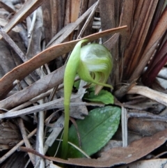 Pterostylis nutans at Belconnen, ACT - 10 Sep 2018