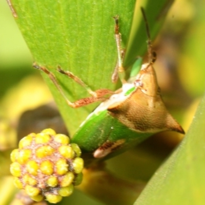 Cuspicona stenuella (Shield bug) at Sth Tablelands Ecosystem Park - 10 Sep 2018 by Harrisi