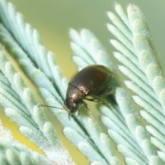 Alticini (tribe) (Unidentified flea beetle) at Sth Tablelands Ecosystem Park - 10 Sep 2018 by Harrisi