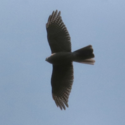 Tachyspiza cirrocephala (Collared Sparrowhawk) at Forbes Creek, NSW - 10 Sep 2018 by redsnow