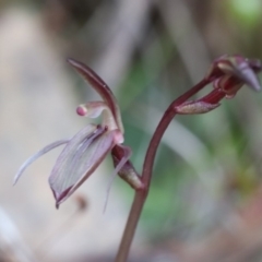 Cyrtostylis reniformis (Common Gnat Orchid) at Acton, ACT - 9 Sep 2018 by PeterR