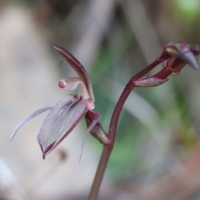 Cyrtostylis reniformis (Common Gnat Orchid) at  - suppressed by PeterR