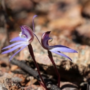 Cyanicula caerulea at Canberra Central, ACT - suppressed