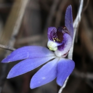 Cyanicula caerulea at Canberra Central, ACT - suppressed