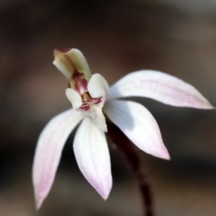 Caladenia fuscata (Dusky Fingers) at Canberra Central, ACT - 8 Sep 2018 by PeterR