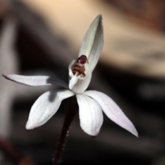 Caladenia fuscata at Canberra Central, ACT - suppressed