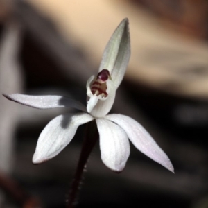 Caladenia fuscata at Canberra Central, ACT - suppressed