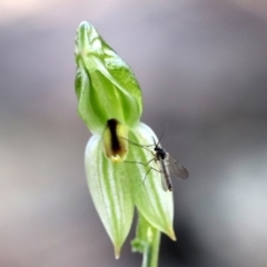 Bunochilus umbrinus (Broad-sepaled Leafy Greenhood) at Acton, ACT - 1 Sep 2018 by PeterR