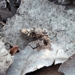 Hyalarcta huebneri (Leafy Case Moth) at Belconnen, ACT - 10 Sep 2018 by CathB