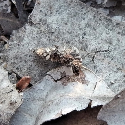 Hyalarcta huebneri (Leafy Case Moth) at Belconnen, ACT - 10 Sep 2018 by CathB