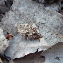 Hyalarcta huebneri at Belconnen, ACT - 10 Sep 2018