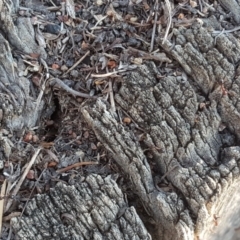 Papyrius nitidus at Symonston, ACT - suppressed