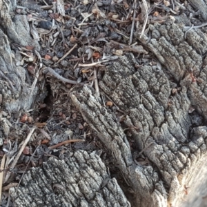 Papyrius nitidus at Symonston, ACT - suppressed