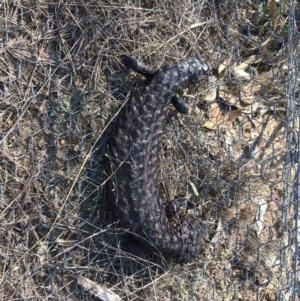 Tiliqua rugosa at Sutton, NSW - 11 Sep 2018 12:52 PM