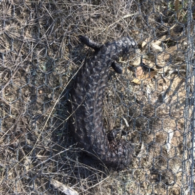 Tiliqua rugosa (Shingleback Lizard) at Sutton, NSW - 11 Sep 2018 by Mothy