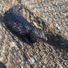 Tiliqua rugosa (Shingleback Lizard) at Gungahlin, ACT - 11 Sep 2018 by Mothy