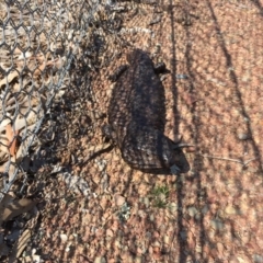 Tiliqua rugosa (Shingleback Lizard) at Gungahlin, ACT - 11 Sep 2018 by Mothy