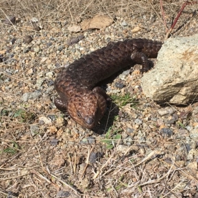 Tiliqua rugosa (Shingleback Lizard) at Gungahlin, ACT - 11 Sep 2018 by Mothy