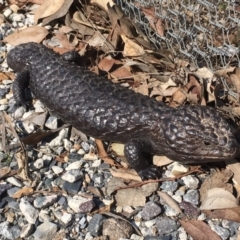 Tiliqua rugosa (Shingleback Lizard) at Gungahlin, ACT - 11 Sep 2018 by Mothy