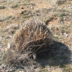 Tachyglossus aculeatus (Short-beaked Echidna) at Gungahlin, ACT - 11 Sep 2018 by Mothy