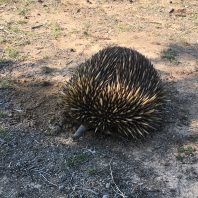 Tachyglossus aculeatus (Short-beaked Echidna) at Mulligans Flat - 11 Sep 2018 by Mothy