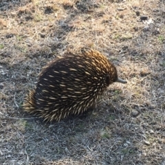 Tachyglossus aculeatus (Short-beaked Echidna) at Forde, ACT - 11 Sep 2018 by Mothy