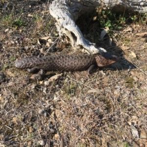 Tiliqua rugosa at Forde, ACT - 11 Sep 2018