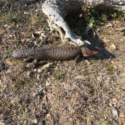 Tiliqua rugosa (Shingleback Lizard) at Forde, ACT - 11 Sep 2018 by Mothy