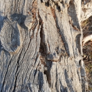 Papyrius nitidus at Symonston, ACT - suppressed