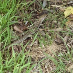 Ctenotus robustus (Robust Striped-skink) at Paddys River, ACT - 13 Nov 2010 by galah681