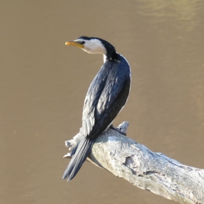 Microcarbo melanoleucos (Little Pied Cormorant) at Canberra Central, ACT - 11 Sep 2018 by WalterEgo