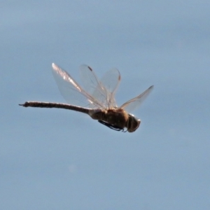 Anax papuensis at Fyshwick, ACT - 11 Sep 2018