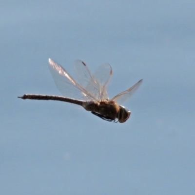 Anax papuensis (Australian Emperor) at Fyshwick, ACT - 11 Sep 2018 by RodDeb