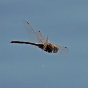 Anax papuensis at Fyshwick, ACT - 11 Sep 2018