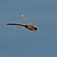 Anax papuensis at Fyshwick, ACT - 11 Sep 2018 03:03 PM