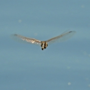 Anax papuensis at Fyshwick, ACT - 11 Sep 2018