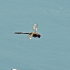 Anax papuensis at Fyshwick, ACT - 11 Sep 2018