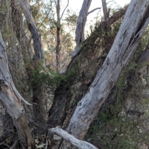 Clematis leptophylla at Hughes, ACT - 11 Sep 2018