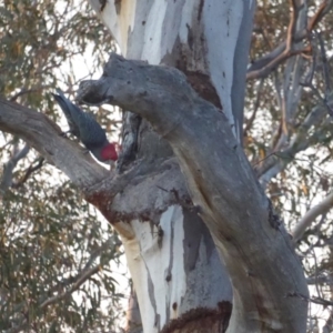 Callocephalon fimbriatum at Hughes, ACT - 11 Sep 2018