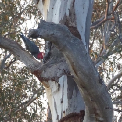 Callocephalon fimbriatum (Gang-gang Cockatoo) at Hughes, ACT - 11 Sep 2018 by JackyF