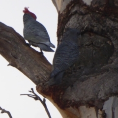 Callocephalon fimbriatum at Hughes, ACT - 11 Sep 2018