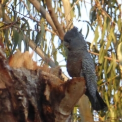 Callocephalon fimbriatum (Gang-gang Cockatoo) at Hughes, ACT - 11 Sep 2018 by JackyF