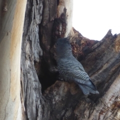 Callocephalon fimbriatum (Gang-gang Cockatoo) at Hughes, ACT - 11 Sep 2018 by JackyF