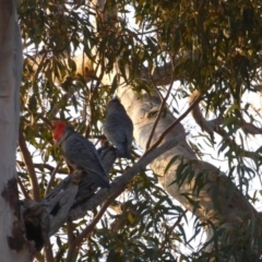 Callocephalon fimbriatum (Gang-gang Cockatoo) at Hughes, ACT - 11 Sep 2018 by JackyF