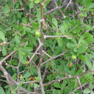 Lycium ferocissimum (African Boxthorn) at Molonglo Valley, ACT - 25 Feb 2015 by galah681