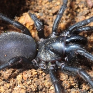 Stanwellia sp. (genus) at Crace, ACT - 9 Sep 2018